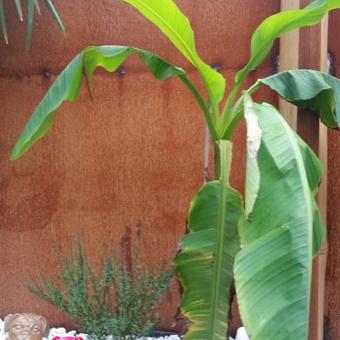 Musa 'Basjoo'