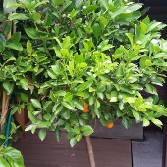 Citrus x microcarpa