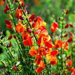 Cytisus scoparius 'Lena' - 