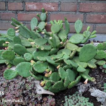 Opuntia humifusa