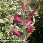 Digitalis x valinii 'ILLUMINATION Raspberry' - 