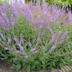 Salvia bulleyana - 