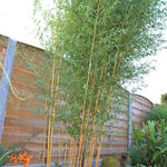 Phyllostachys vivax 'Aureocaulis' - BAMBOU NOIR