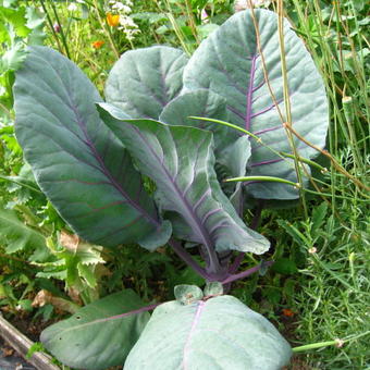 Brassica oleracea 'Red Flame F1'