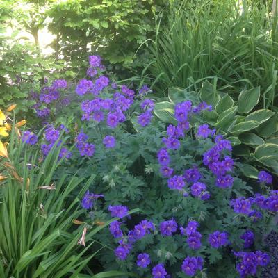 Géranium des prés - Geranium pratense