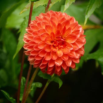 Dahlia 'Souvenir d'Eté'