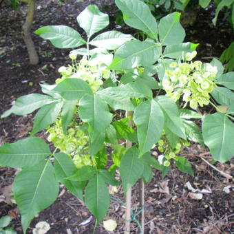 Ptelea trifoliata