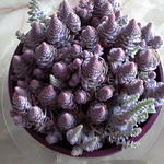 Orostachys - 