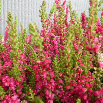 Calluna vulgaris 'Dark Beauty'