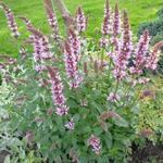 Agastache 'Cotton Candy' - Agastache 'Cotton Candy'