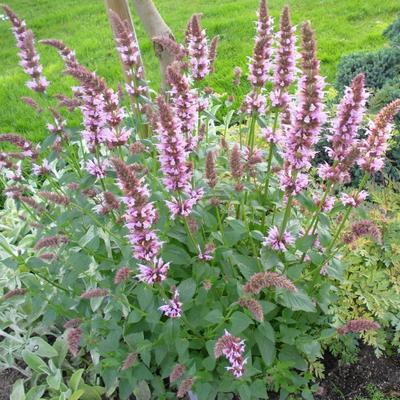 Agastache 'Cotton Candy' - 