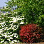 Viburnum plicatum 'Cascade' - 