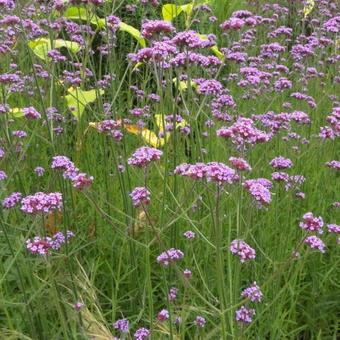 Verbena bonariensis