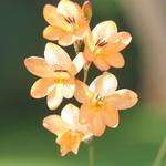 Tritonia laxifolia - 