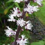 Actaea simplex 'James Compton' - 