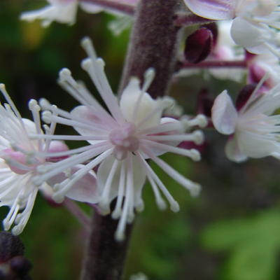 Actaea simplex 'James Compton' - 