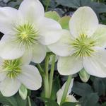 Helleborus x nigercors HGC 'Ice Breaker Prelude' - 