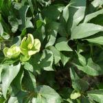 Helleborus x nigercors - 