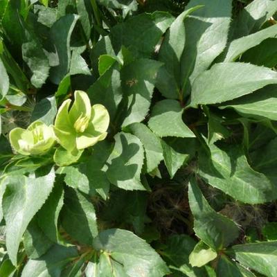 Helleborus x nigercors - 