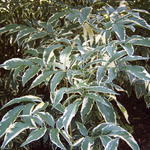 Sambucus nigra 'Albovariegata' - 