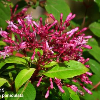 Fuchsia paniculata