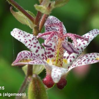 Tricyrtis