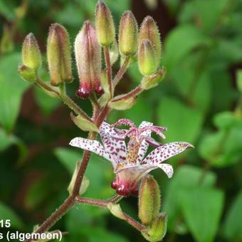 Tricyrtis