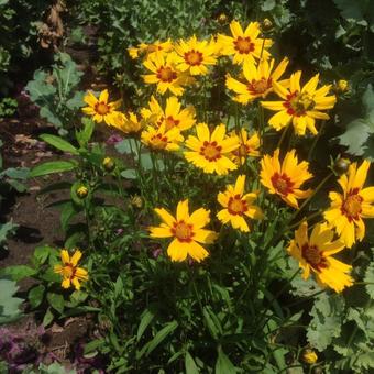 Coreopsis grandiflora 'Heliot'