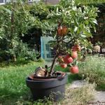 Malus domestica 'Red Spur Delicious' - 