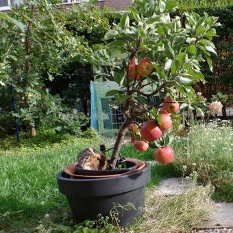 Malus domestica 'Red Spur Delicious'