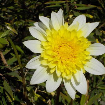 Dahlia 'Paso Doble'