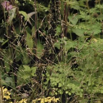 Panicum virgatum 'Kurt Bluemel'