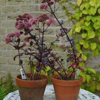 Sedum telephium 'Chocolate'