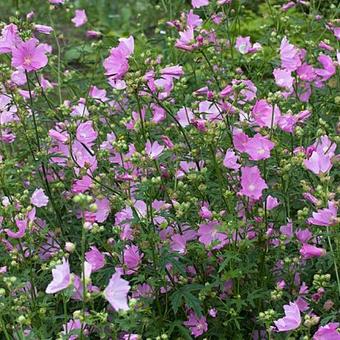 Malva alcea 'Fastigiata'