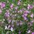 Malva alcea 'Fastigiata'