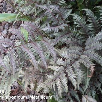 Athyrium niponicum 'Metallicum'