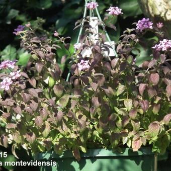 Lantana montevidensis