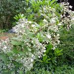 Deutzia setchuenensis var. corymbiflora - 