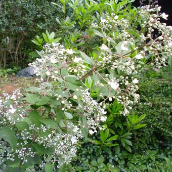 Deutzia setchuenensis var. corymbiflora