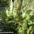 Asplenium scolopendrium