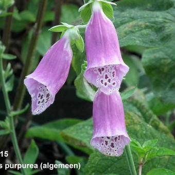 Digitalis purpurea