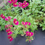 Nemesia 'NUVO Carmine' - 