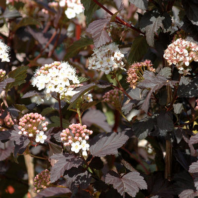 Physocarpus opulifolius 'Diabolo' - Physocarpus opulifolius 'Diabolo'