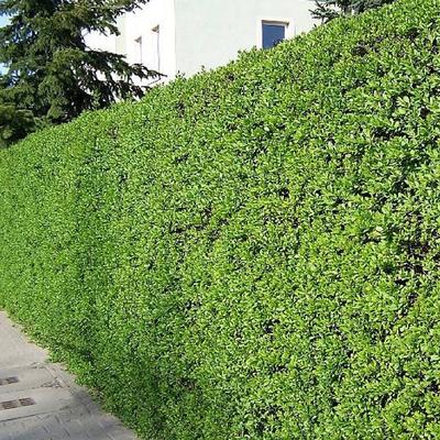 Ligustrum ovalifolium - troène à feuilles ovales