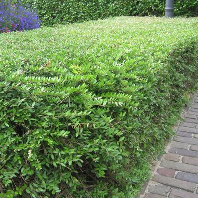 Ligustrum vulgare 'Lodense'  - 