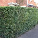 Ligustrum vulgare - 