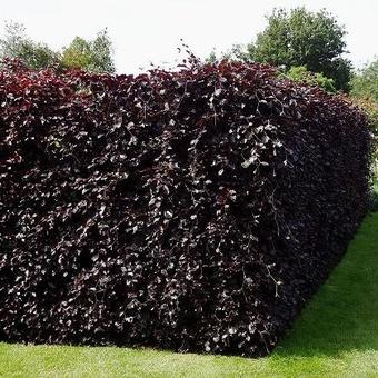 Fagus sylvatica 'Atropunicea'