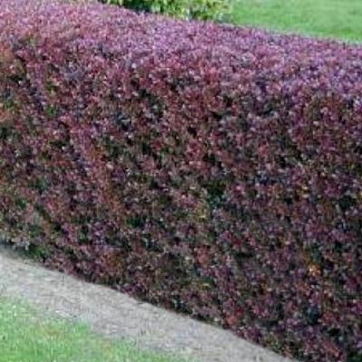 Berberis thunbergii f. atropurpurea - 