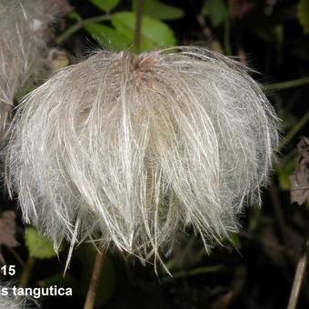 Clematis tangutica