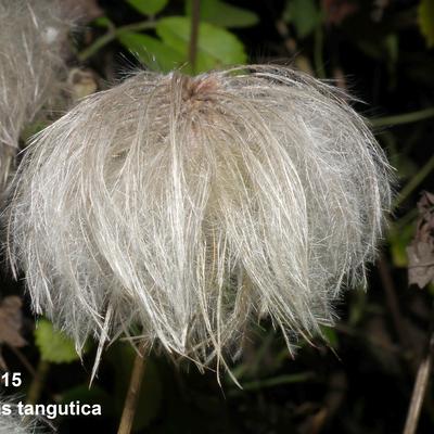 Gold-Waldrebe - Clematis tangutica